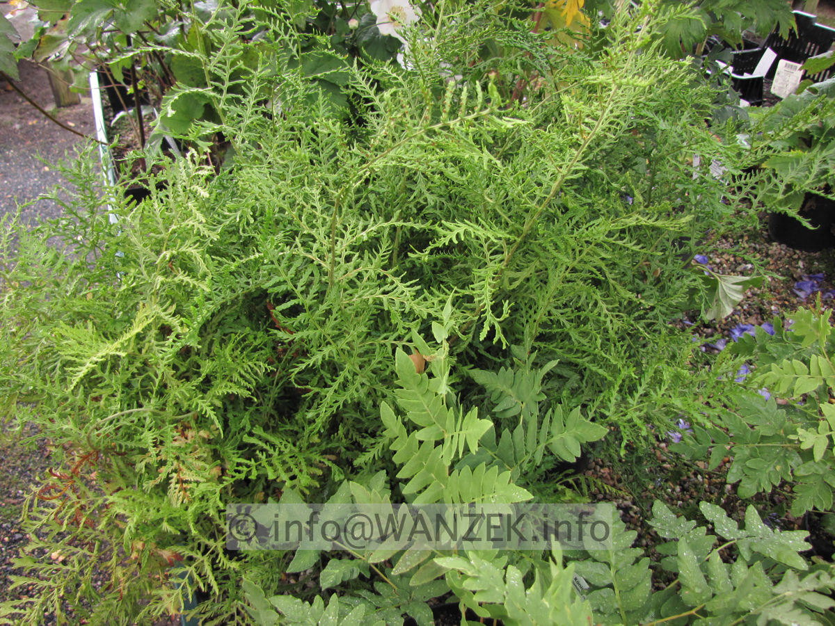 Dryopteris filix-mas Lineare Polydactylon 02.JPG